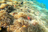 The new Selection of snorkeling Thai Bay