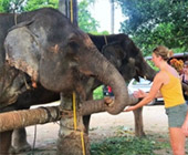 Elephant Sanctuary Half Day Visit