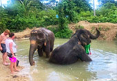 Elephant Sanctuary Half Day Visit