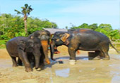 Elephant Sanctuary Half Day Visit