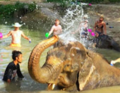 Elephant Sanctuary Half Day Visit