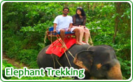 Elephant Trekking