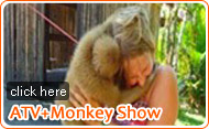 ATV and Monkey Show by JC Tour