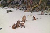 PP Maya Bamboo Island by Speed Boat