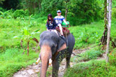 Elephant Trekking