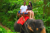 Elephant Trekking